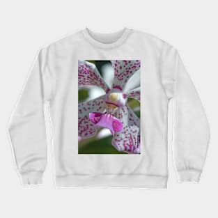 Maui Pink Spotted Dendroblum Orchid Crewneck Sweatshirt